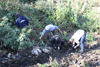 making leaf compost