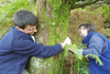 ancienttrees