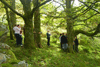 ancienttrees