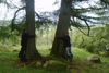 ancienttrees